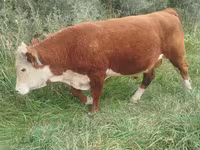 Banteng, Hereford — foto 1