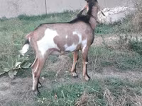 Billy Goat, Nubian Goat — photo 1