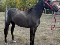 Kůň, Orlov Trotter — foto 2