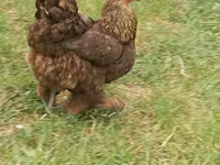 Brahma — foto 2