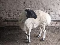 میش, گوسفند — عکس 2