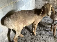 แกะตัวเมีย, Katum sheep — รูปภาพ 3