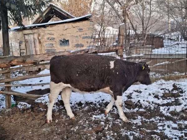 Bull, Kazakh White-headed cow