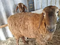 Baran, Edilbay sheep — zdjęcie 2
