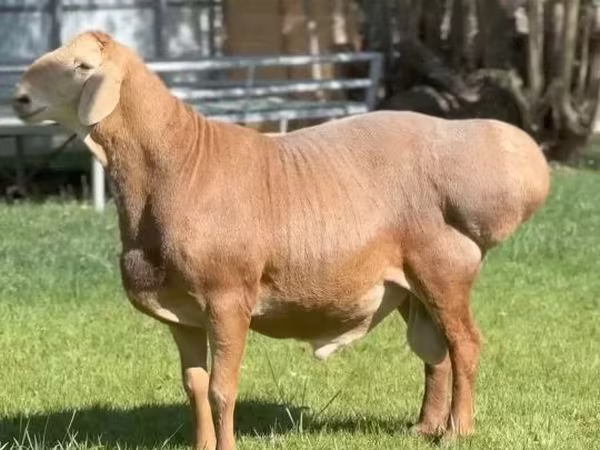 قوچ, Rhon sheep