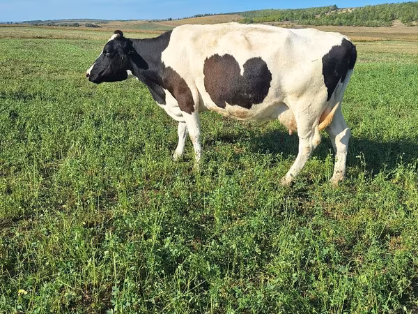 Ko, Simmental cattle
