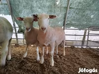 Koyun, Ile-de-France sheep — foto 3