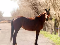فرس, Thoroughbred horse — الصورة 3