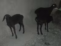 میش, Karakul sheep — عکس 1