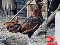 Padovana — foto 1