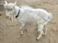 Taka, Saanen goat — 1-rasm