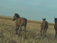 Cavallo, Bashkir horse — foto 8