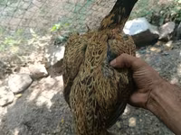 Chickens — 7 зураг