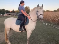 حصان, Hungarian horse breed — الصورة 4