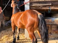 Kuda jantan, Horses — foto 1