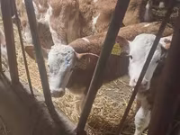 Cattle (batch, sex not specified), Simmental cattle — photo 2