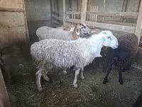Ido, Sheep — sawirka 2