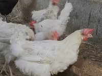 Chickens — foto 2