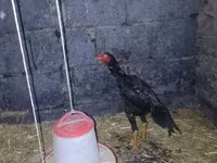 Chickens — foto 2
