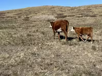 گائے, Simmental cattle — تصویر 8