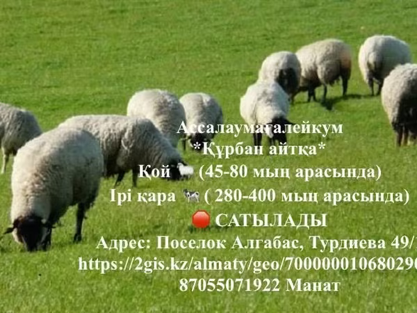 Wad, Sheep