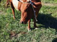 Lembu betina, Cattle — foto 5