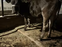 گاو نر, Swiss cattle — عکس 1