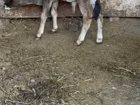 گاو نر, نژاد آلتائو — عکس 5
