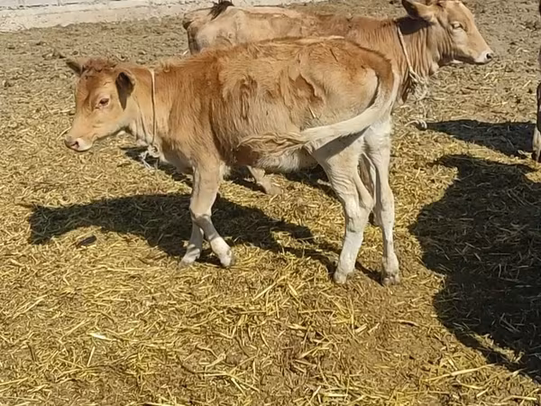 Mucca, Simmental cattle
