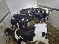 گاو نر, Simmental cattle — عکس 6