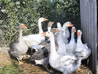 Geese — फ़ोटो 7