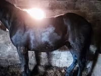اسب (گروه، جنسیت مشخص نشده), Horse breed — عکس 1