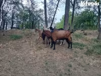 Kambing jantan, Alpine goat — foto 1