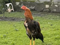 مالای گیم — عکس 2