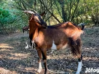 Dişi keçi, Keçilər — foto 1