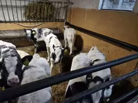 Skot (série, pohlaví neuvedeno), Russian Black pied cattle — foto 1