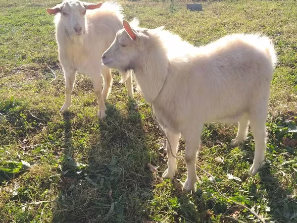 Ged, Saanen goat