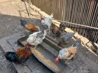 Chickens — ፎቶ 1