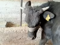 گاو نر, Simmental cattle — عکس 1
