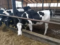 Vacă, Rasa Holstein — foto 4