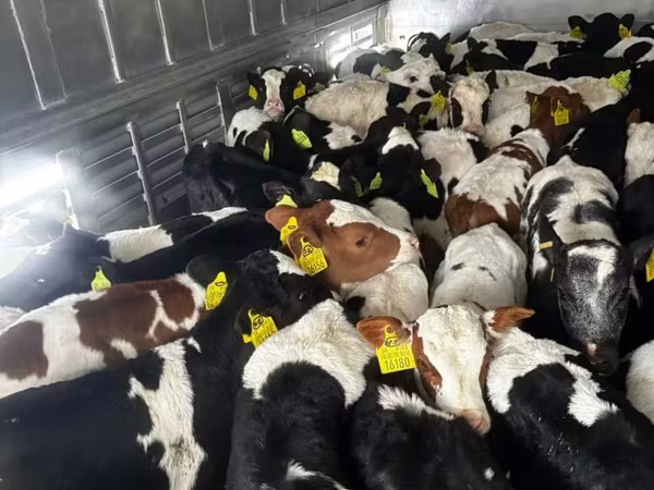 የከብት እንስሳት (ቡድን፣ ጾታ አልተጠቀሰም), Russian Black pied cattle