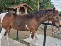 Cal, Hungarian horse breed — foto 1