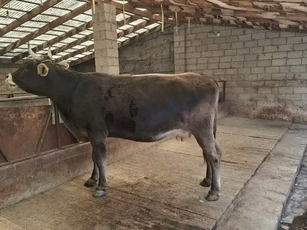 Ng'ombe jike, Swiss cattle