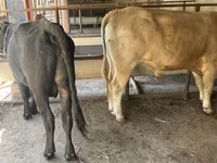 ወንድ በሬ, Swiss cattle — ፎቶ 2