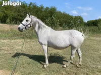 Madyan, Lipizzaner — foto 2