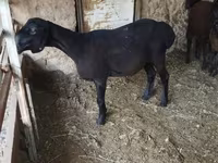 میش, گوسفند — عکس 2