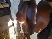 Hingst, Heste — foto 6