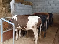 Krowa, Russian Black pied cattle — zdjęcie 2