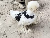 Chickens — foto 5