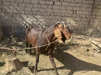 بز ماده, Nubian Goat — عکس 3